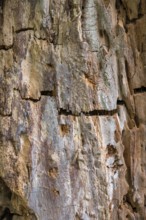 Nahaufnahme, Makro, Totholz, abgestorbener Baumstamm, morsches, verwittertes Holz, Struktur,