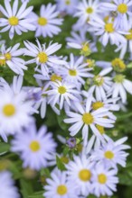 Nahaufnahme, Makro, Eingeschnittene Schönaster, auch japanische Scheinaster, Blue Star (Kalimeris