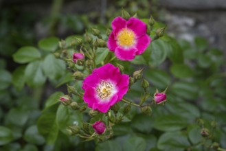 Nahaufnahme, Makro, Strauchrose, Wildrose, Minirose, Knospen uns offene Blüten, Deutschland