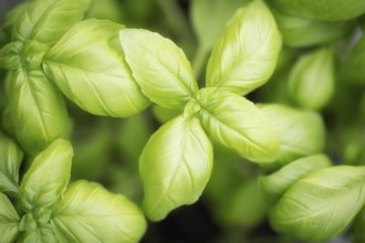Nahaufnahme, Makro, Draufsicht, Basilikum (Ocimum basilicum), Basilikumblätter, Formatfüllend,