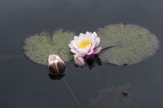 European white water lily (Nymphaea alba), Gelderland, Netherlands