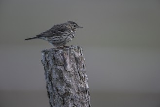 Meadow pipit (Anthus pratensis), Emsland, Lower Saxony, Germany