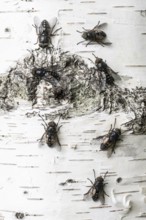 Gadfly (Hybromita bimaculata), Emsland, Lower Saxony, Germany