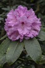 Rhododendron blossom (Rhododendron Vitalio), Emsland, Lower Saxony, Germany