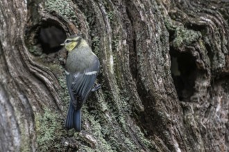 Blue tit (Parus caerulea), Emsland, Lower Saxony, Germany