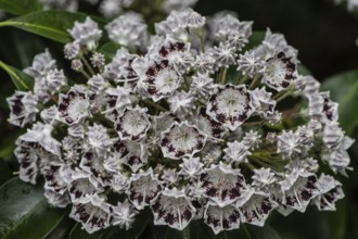 Laurel rose (Kalmia latifolia Nani), Emsland, Lower Saxony, Germany