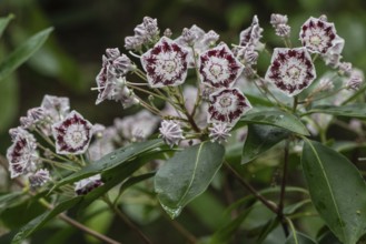 Laurel rose (Kalmia latifolia Olympic Wedding), Emsland, Lower Saxony, Germany
