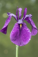 Japanese marsh iris (Iris ensata), Emsland, Lower Saxony, Germany