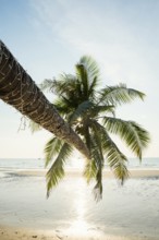 Sandy beach beach with coconut palms, Khlong Chao Beach, sunset, Koh Kood, Koh Kut, Gulf of