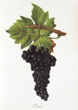Ampelography, grape variety science, oenology, viticulture, grape, grapevine, César is an