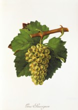 Ampelograhie, Rebsortenkunde, Önologie, Weinbau, Weintraube, Weinrebe, Gros Sauvignon Blanc, also