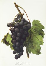 Ampelograhie, Rebsortenkunde, Önologie, Weinbau, Weintraube, Weinrebe, Lady Downe grape, red grape