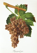 Ampelography, grape variety, oenology, viticulture, grape, grapevine, Piquepoul Gris grape, white