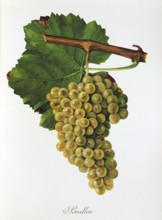 Ampelograhie, Rebsortenkunde, Önologie, Weinbau, Weintraube, Weinrebe, Sémillon is a white wine