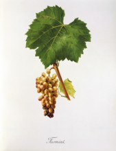 Ampelography, grape variety science, oenology, viticulture, grape, grapevine, Furmint is the