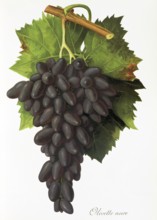 Ampelography, grape variety, oenology, viticulture, grape, grapevine, Olivette Noire grape, red