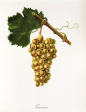 Ampelography, grape variety, oenology, viticulture, grape, grapevine, Gouveio grape, an