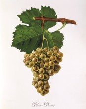 Ampelography, grape variety, oenology, viticulture, grape, grapevine, Blanc Dame, an old white wine