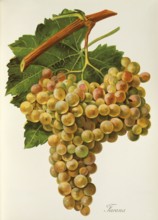 Ampelography, grape variety science, oenology, viticulture, grape, grapevine, Farana grape is a