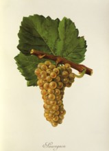 Ampelograhie, Rebsortenkunde, Önologie, Weinbau, Weintraube, Weinrebe, Sauvignon Blanc, also called