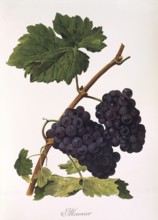 Ampelograhie, Rebsortenkunde, Önologie, Weinbau, Weintraube, Weinrebe, Pinot Meunier oder