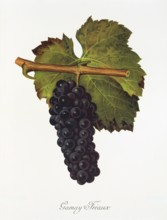 Ampelography, grape variety, oenology, viticulture, grape, grapevine, Gamay Freaux grape, digitally
