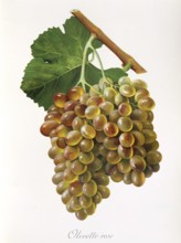 Ampelography, grape variety, oenology, viticulture, grape, grapevine, Olivette Rose grape,