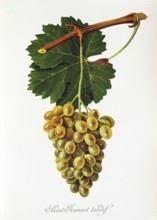 Ampelography, grape variety, oenology, viticulture, grape, grapevine, Saint-Jeannet Tardif grape,