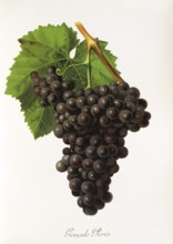 Ampelography, grape variety, oenology, viticulture, grape, grapevine, Goncalo Pires, red grape from