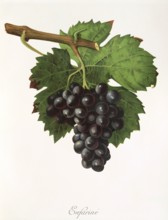 Ampelography, grape variety, oenology, viticulture, grape, grapevine, Enfarine grape, red grape