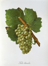 Ampelography, grape variety, oenology, viticulture, grape, grapevine, Folle Blanche grape,