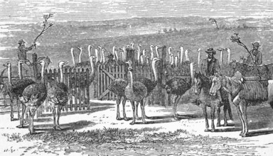 An ostrich farm, Cape Colony, around 1870, South Africa, digital reproduction of a historical model