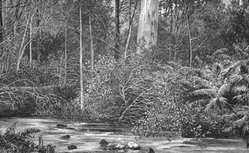The Australian bush, around 1870, Australia, digital reproduction of a historical original