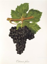 Ampelography, grape variety, oenology, viticulture, grape, grapevine, Cabernet Franc grape,