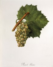 Ampelography, grape variety, oenology, viticulture, grape, grapevine, Pinot Blanc grape, digitally