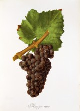 Ampelography, grape variety, oenology, viticulture, grape, grapevine, Mauzac Rose grape, digitally