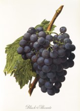 Ampelography, grape variety, oenology, viticulture, grape, grapevine, Black Alicante grape,