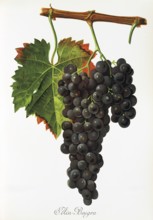 Ampelography, grape variety, oenology, viticulture, grape, grapevine, Ain Beugra grape, digitally