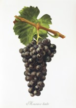 Ampelography, grape variety, oenology, viticulture, grape, grapevine, Mourisco Tinto grape,