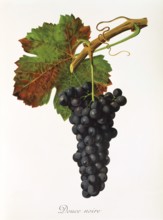 Ampelography, grape variety, oenology, viticulture, grape, grapevine, Douce Noire grape, digitally