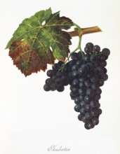 Ampelography, grape variety, oenology, viticulture, grape, grapevine, Joubertin grape, digitally