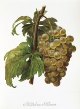 Ampelography, grape variety, oenology, viticulture, grape, grapevine, Madeleine Salomon grape,
