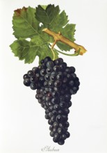 Ampelography, grape variety, oenology, viticulture, grape, grapevine, Aubun grape, digitally