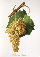 Ampelography, grape variety, oenology, viticulture, grape, grapevine, Sultanina Blanche grape,