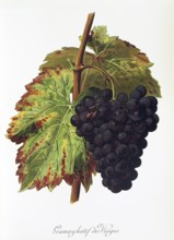 Ampelography, grape variety, oenology, viticulture, grape, grapevine, Gamay Hatif des Vosges grape,