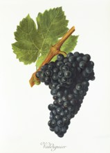 Ampelography, grape variety, oenology, viticulture, grape, grapevine, Valdiguier grape, digitally