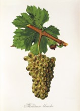 Ampelography, grape variety, oenology, viticulture, grape, grapevine, Mondeuse Blanche grape,