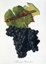 Ampelography, grape variety, oenology, viticulture, grape, grapevine, Alicante-Bouschet grape,