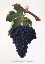 Ampelography, grape variety, oenology, viticulture, grape, grapevine, Grand-Noir-de-la-Calmette