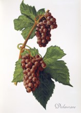 Ampelography, grape variety, oenology, viticulture, grape, grapevine, Delaware grape, digitally